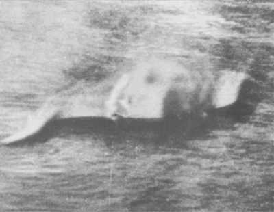 La photo de Gray modifi&eacute;e pour &eacute;tayer la th&egrave;se d'un labrador en train de nager