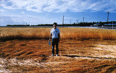 Un t&eacute;moin au milieu du crop circle apparu &agrave; Saint-Fran&ccedil;ois-Xavier