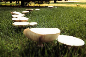 Cercle de champignons