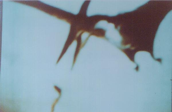 En haut une des photos de dinosaures présentée par Meier. En fait la photographie d'une illustration de      Zdenek Burian publiée en 1972 dans le livre Life Before Man écrit par Zdenek V. Spinar s3"Dinosaur            Photo Deconstruction", IIG