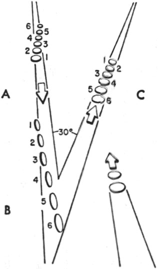 Fig. 3. Les actions signalées des disques de la Baie de Chesapeake, tels que rapportées par Nash et Fortenberry : (A) Disques à la 1ère approche (B) Ils se retournent et        inversent leur ordre et (C) changent de direction, reculent et sont rejoints par 2 autres s2Menzel & Boyd, 1963