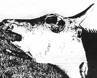 Mutilated cow, showing clean circular excision of the left eye and left ear, without blood s1Photographed © 1975 Colorado Country Life.