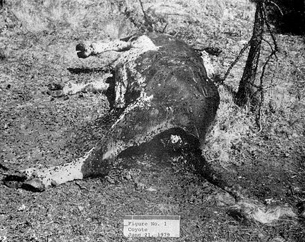 Figure No. 1 - Incident n° 1 – 21 juin 1979 – Coyote
