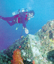 Coin à angle droit d'un bloc de roche, recouvert de corail