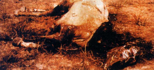 Le corps mutilé de Lady, gisant sur son flanc gauche