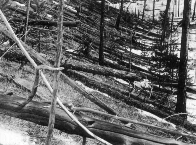 Les arbres tels que vu par Kulik en 1928 (photo N. A. Strukov)