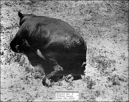 Figure No. 6 - T-Bone Ranch, June 29, 1979