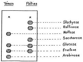 Fig.14 - Répartition des oses dans les fleurs des plantes témoins et flétries.