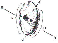 Fig. 2. Drawing of fine surface details based on original negative.