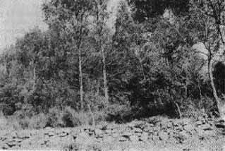 Fig. 4. Vue du site : mur de soutien et forêt