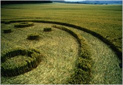 West Stowell, Wiltshire, wheat, 170ft, 22 July 1994 s3Alexander, Steve