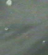 La video de la NASA montrant des ovnis depuis la navette spatiale de la mission STS80