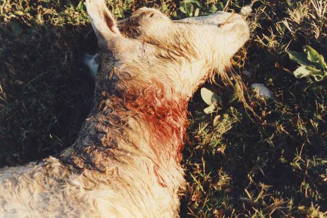 Une des chèvres tuées par le prédateur mystérieux vu par Mme Carballo