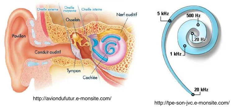 Coupe de l'oreille externe, moyenne et interne, et cochlée déroulée indiquant où sont perçues les fréquences de 20 Hz à 20 kHz