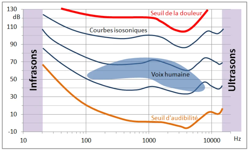Courbes isosoniques de 10 Hz à 10 kHz, entre le seuil d'audibilité (orange) et le seuil de la douleur (rouge), avec la zone de la voix humaine, les infrasons et les ultrasons