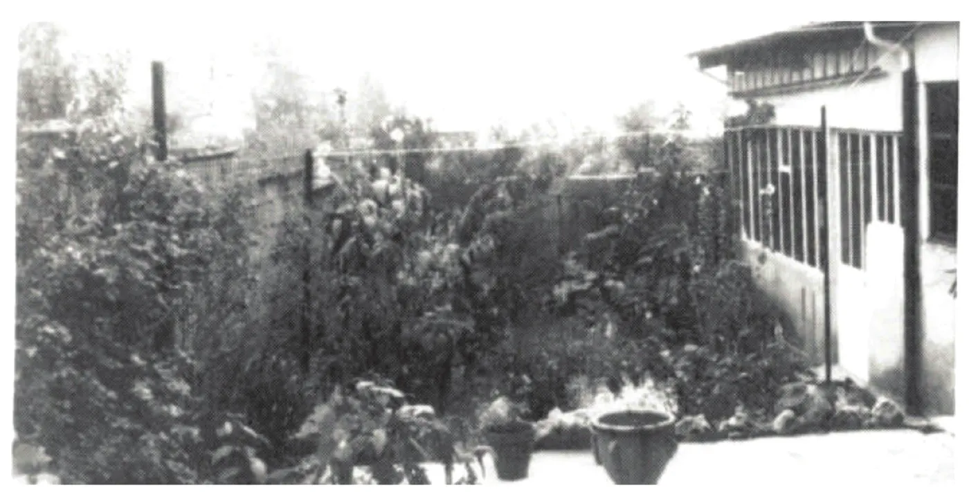 Low quality black and white photo of the same garden overgrown with tall plants and foliage, a house with a glazed veranda on the right